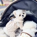 스트롤러 | 펫신져 프리미엄 펫 스트롤러 홍자매와 함께한 6개월 실사용 후기 🤍