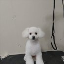 러브애견미용 이미지