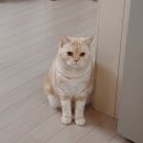 별달 이미지