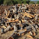 리아노원 이미지