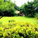 梅雨가 강풍과 섞여 기세를 더합니다. 이미지
