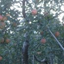 산내농장 이미지