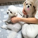 재홍의원 | 임신 24-25주차 일상 기록, 임당검사, 디오디아 임산부 할인, 추석연휴