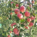 고담농장 이미지