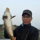 탄잉어