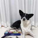 그루밍독스 | 강아지 이중모 털갈이 관리, 독스랩 아스카 브러쉬