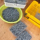 응봉농장 이미지