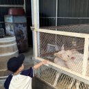 용염소농장 이미지