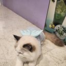 러블리캣 이미지