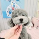 우리집강아지예쁘개 이미지