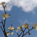 원동마을길 이미지