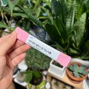 밸런스 업 | 이노시톨 영양제 후기 💛 닥터겟잇 밸런스업, 먹는 김에 맛까지 챙기는 레몬맛 영양제