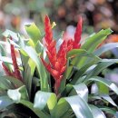 아나나스 이미지