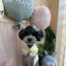 예쁘개&사랑스럽개 이미지