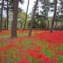 울산 출렁다리와 상사화 Dance of Leaves / Fariborz Lachini 이미지