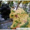 하곡농장 이미지