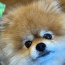 장재영외과동물병원 이미지