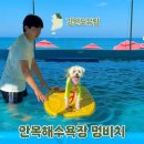 멍이펫 | 멍비치 다녀온 후기! 안목 펫비치 꿀팁과 주의 할 점 총정리