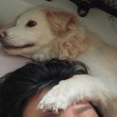 부티크멍 애견미용실 이미지