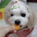 경훈농장 이미지