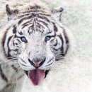 백호