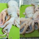 쭈꾸쭈꾸미 이미지