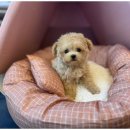 도그마루 강아지고양이 무료분양 이미지