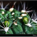 꽃봉우리 이미지