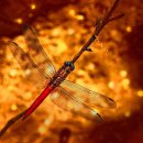 위례나무동물병원 이미지