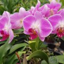 영아농장 이미지