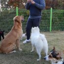 호반애견훈련소 이미지