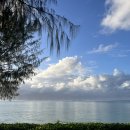 파우파우 이미지