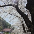 에덴벚꽃길 벚꽃축제후기 실시간 개화상황 (4/12)