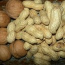 다모이세 이미지