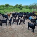 아벨농장 이미지