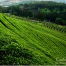 70년만의 폭설한파에 구멍난 녹색카펫 - 보성녹차밭 이미지