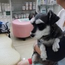 망미동물병원 이미지