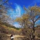 대호리 마을회관 | 경주 단석산 산수유 백석마을 백석암 가는길 주차 개화 실시간