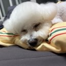 비숑다움 | 털 뭉침 걱정 끝! 봉구 비숑다움 미용 후기