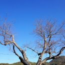 느티나무 이미지