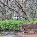 "물처럼 바람처럼 살라하네" 이미지