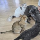 힐링하러와 | 천안 주차 편한 고양이카페 추천 ㅣ예쁜 고양이 와 힐링하는 지상냥원 후기