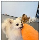 모여라 | 애견호텔 24시간 운영 모여라솜뭉치후기