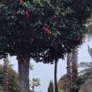 일동수목원 이미지