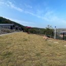 굿나잇도그 이미지