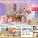 시흥빌딩 | 시흥고양이분양 후기 골든스웨터에서 만난 인연