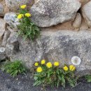 민들레세상 이미지