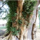 상만리 비자나무 이미지