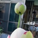 미미향 이미지