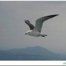 제주갈매기